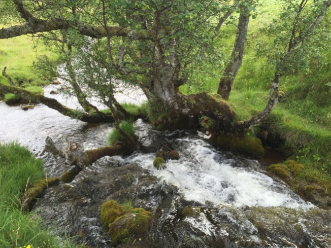 Willow over cascading burn