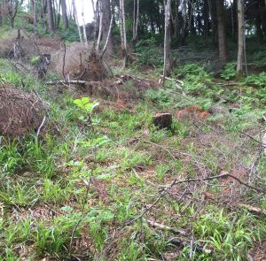 Forestry - plantation clearing to allow regeneration of native trees