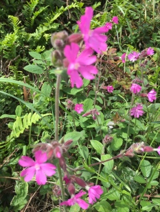 Red campion in the hedgerows