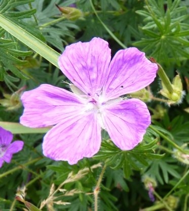Bloody cranesbill, Northumberland's county flower