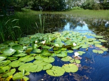 White water-lilies