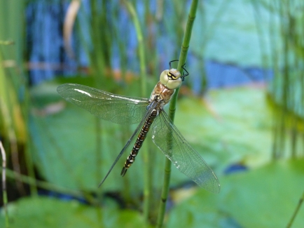 Hawker dragonfly