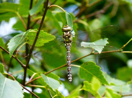 Southern hawker dragonfly (male)