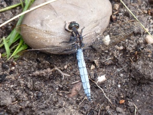 Keeled skimmer dragonfly