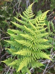 Not sure what this fern is, I thought maybe Buckler fern. Any ideas?